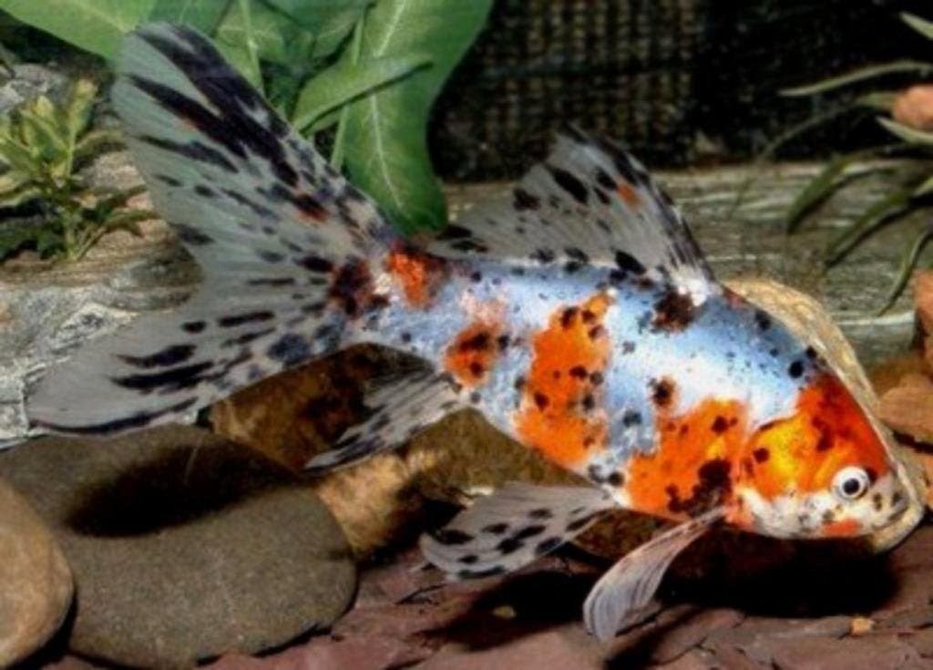 vijvervissen, Goudvis, Shubinkin, Zeelt, Graskarpers, Steur, Dieren en Toebehoren, Vissen | Vijvervissen, Karper of Koi