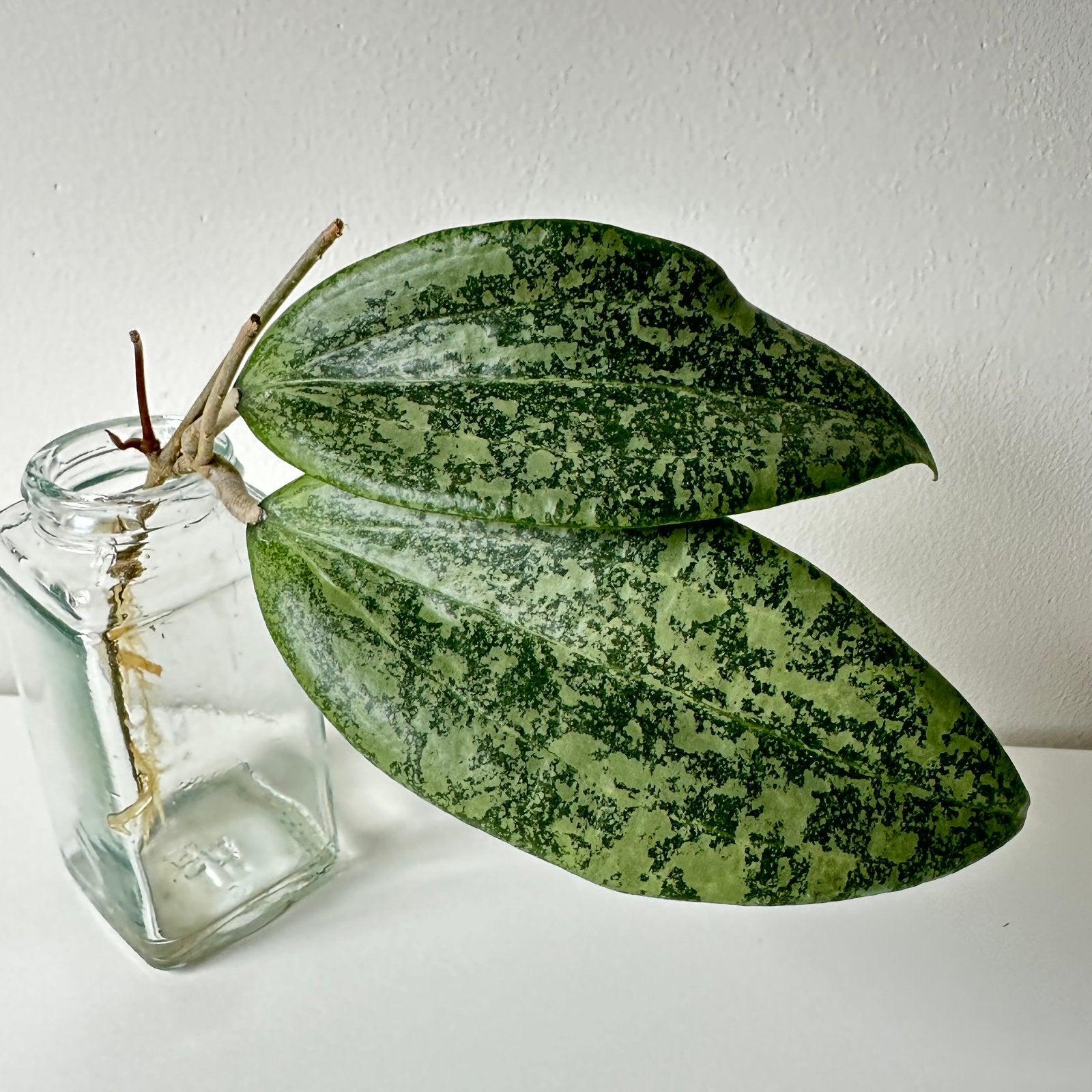 Hoya verticillata wibergiae stek geworteld, Huis en Inrichting, Ophalen of Verzenden, Halfschaduw, Minder dan 100 cm
