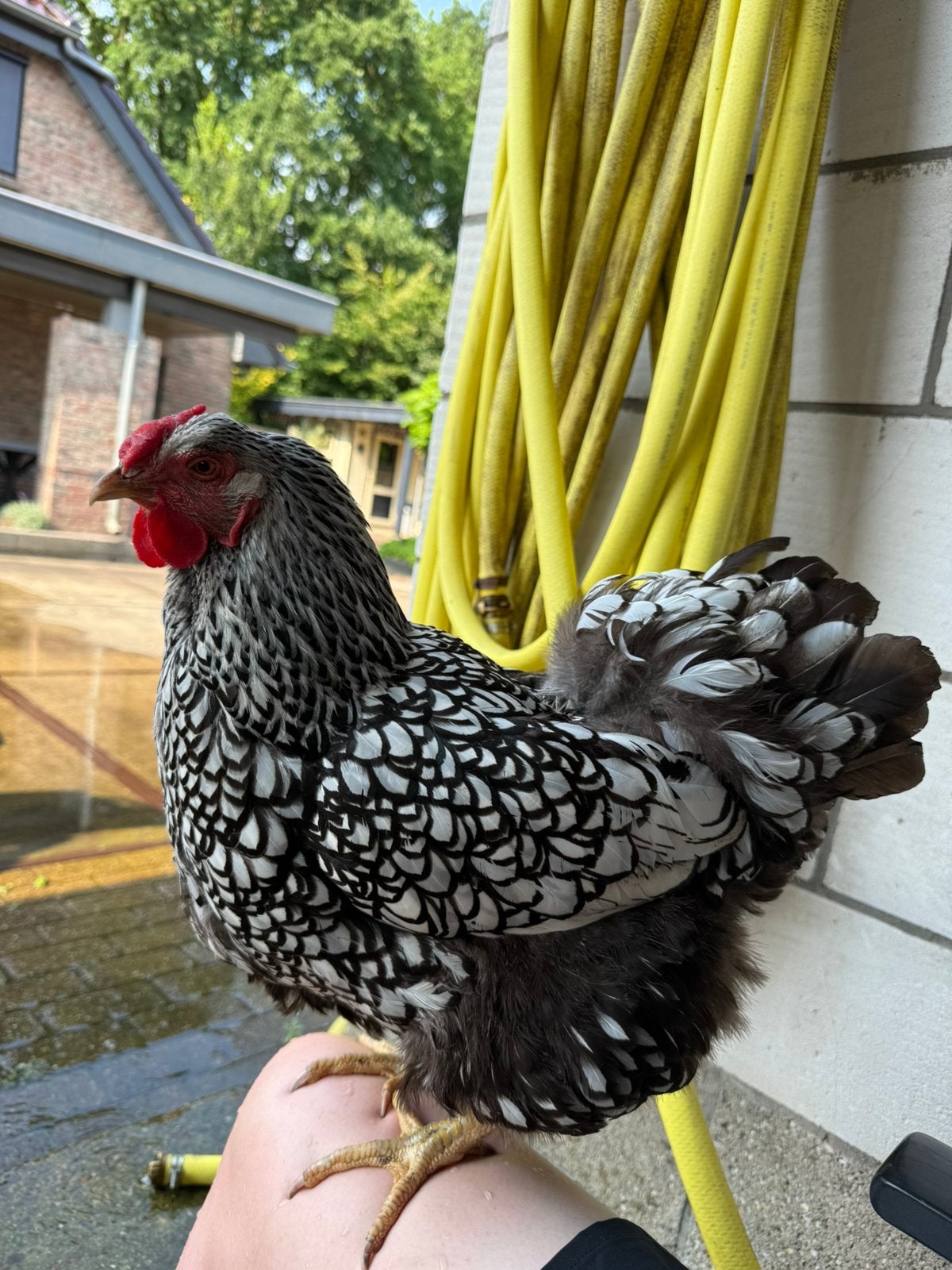 Wyandotte zilver/zwart gezoomd broedeieren, Dieren en Toebehoren, Pluimvee, Meerdere dieren, Kip