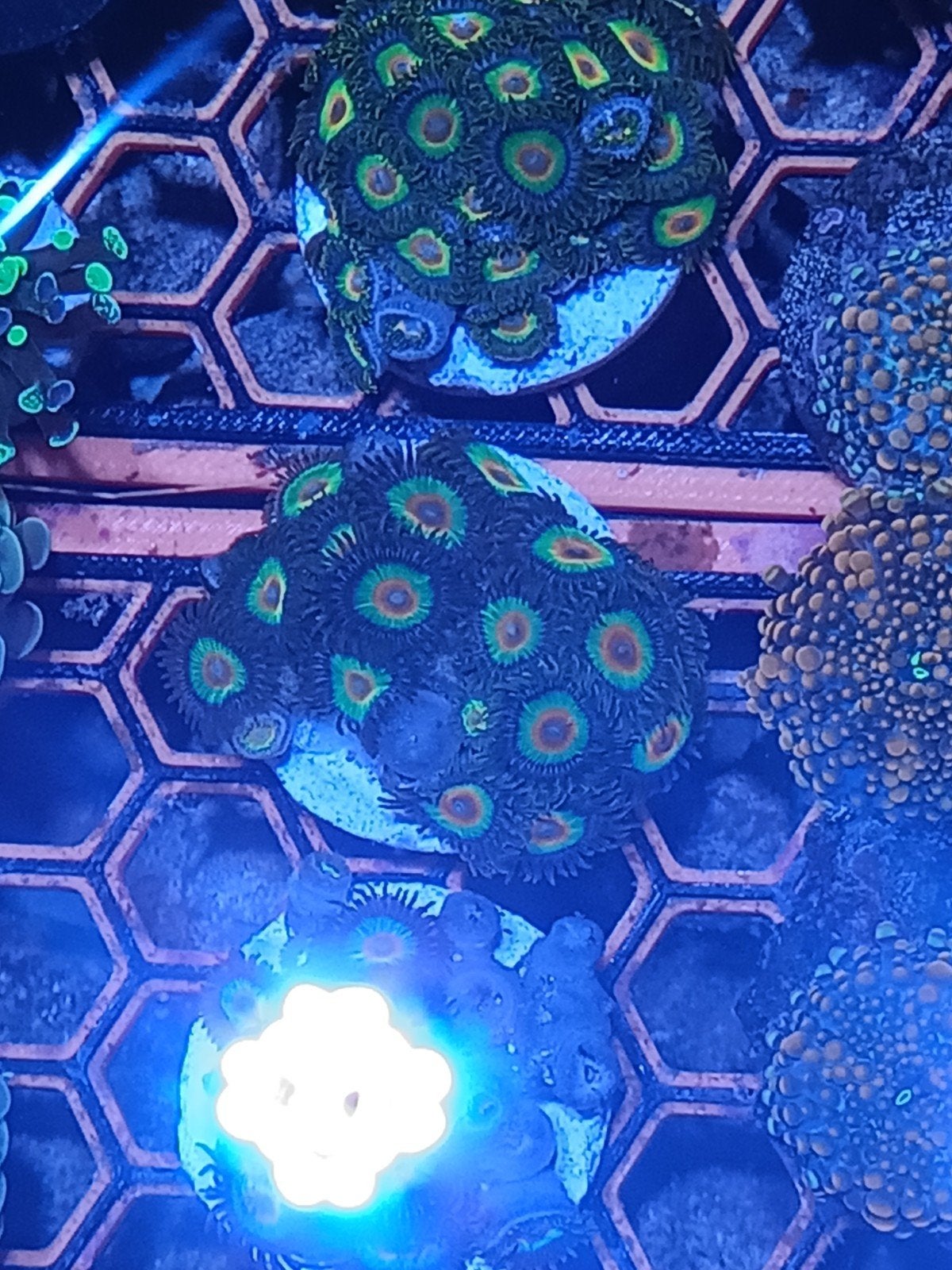 rasta zoanthids op schijf, Dieren en Toebehoren, Vissen | Aquariumvissen, Zoutwatervis