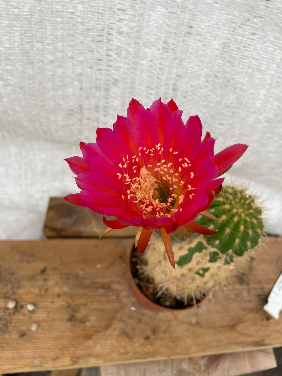 Trichocereus, Cactus, Kamerplant, Huis en Inrichting, Kamerplanten, Ophalen of Verzenden, Cactus, Volle zon, Minder dan 100 cm