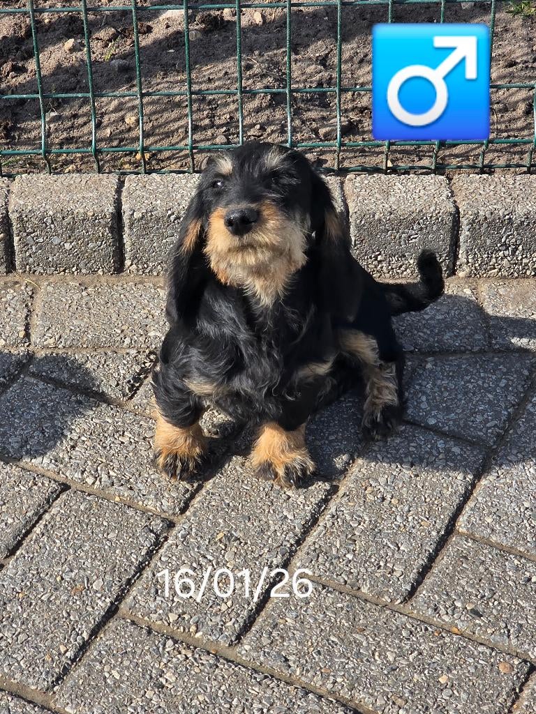 mooie ruwhaar teckel pups, Dieren en Toebehoren, Honden | Teckels en Dashonden, Reu, Ruwhaar, Dwerg, Fokker | Professioneel, Eén hond