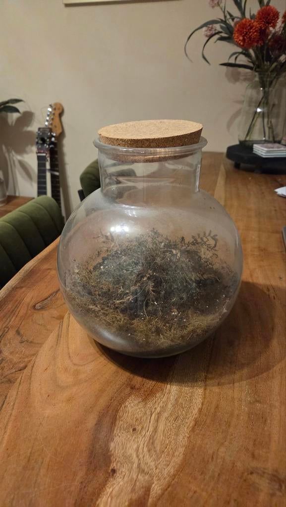 Ecosysteem pot zoekt nieuw ecosysteem en thuis, Ophalen of Verzenden, In pot