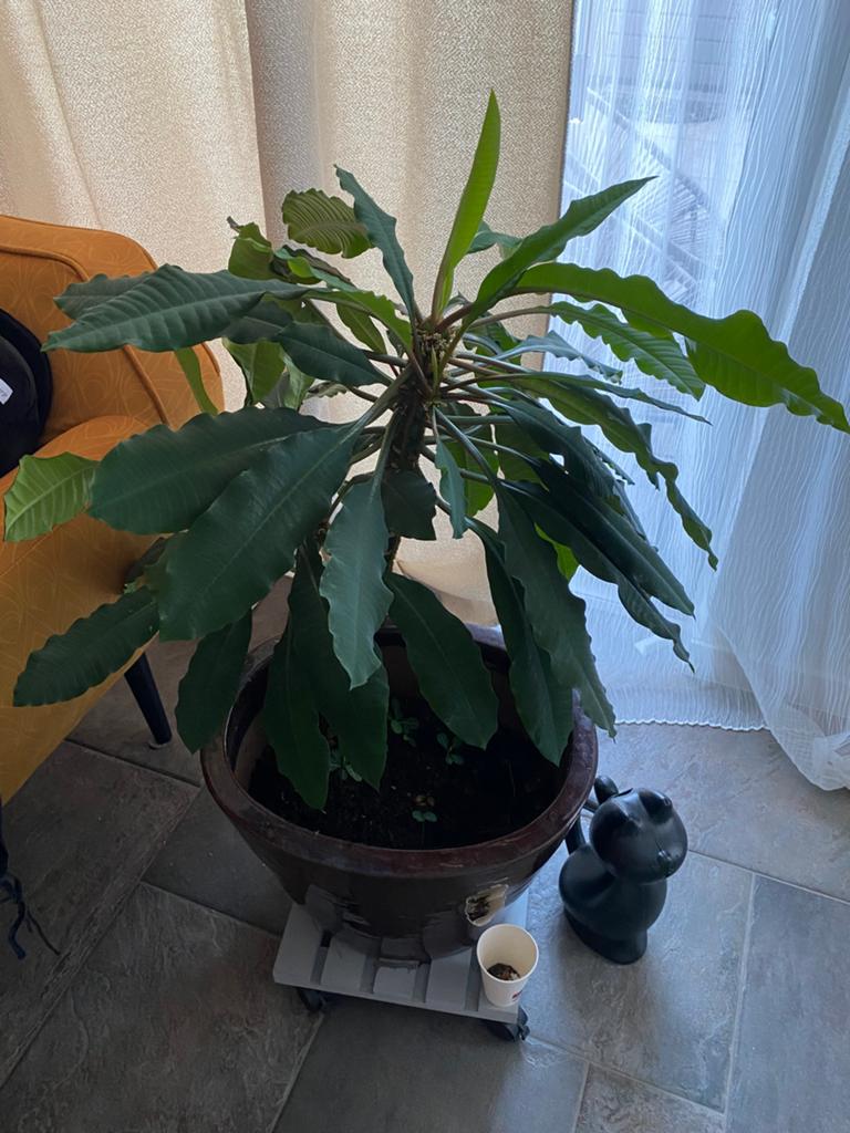 Madagascar jewel zaadjes(10stks), Huis en Inrichting, Kamerplanten, Ophalen of Verzenden, Halfschaduw, Minder dan 100 cm