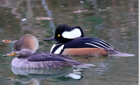 Siereenden Watervogels Eenden, Meerdere dieren, Eend