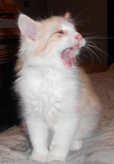 Raszuiver Kitten Noorse boskat, Kater, 0 tot 2 jaar