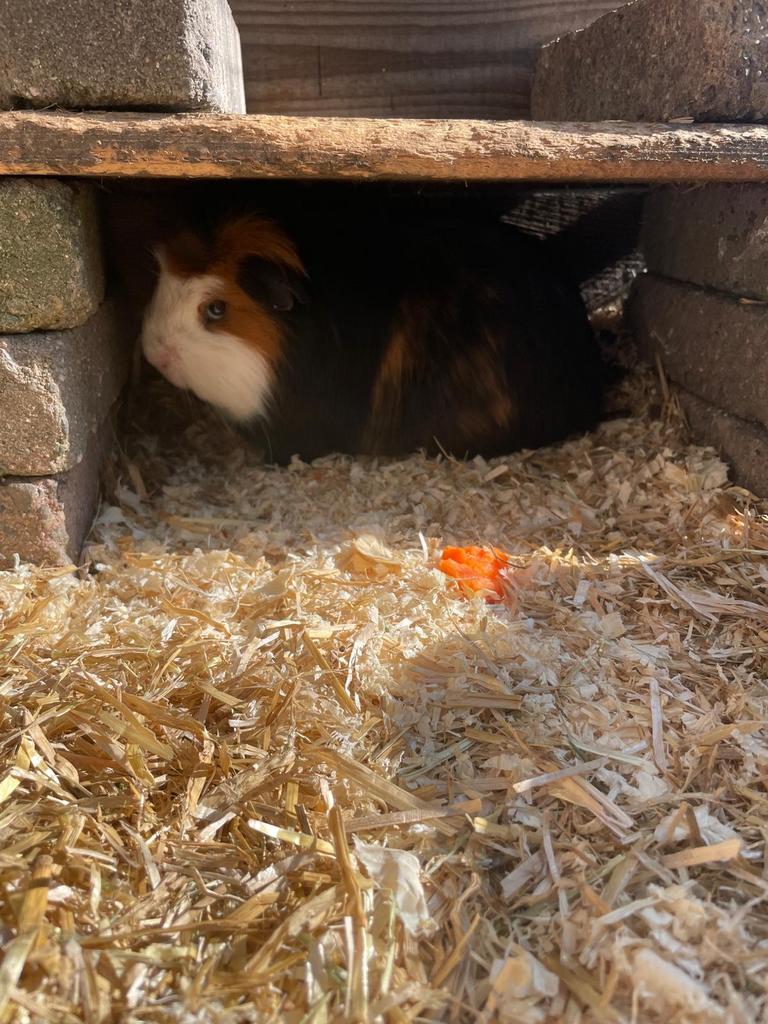 Cavia(man) te koop. Gladharig, Dieren en Toebehoren, Knaagdieren, Cavia, Juni, Mannelijk, Tam