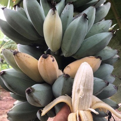 Bijzondere bananenplanten te koop!, Ophalen, Volle zon, Overige soorten, Minder dan 100 cm