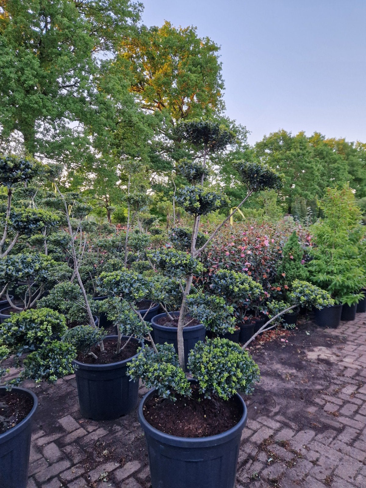 Prachtige Ilex Bonsai - Perfect voor elke tuin!, Tuin en Terras, Vaste plant, Bloeit niet, Halfschaduw, Ophalen