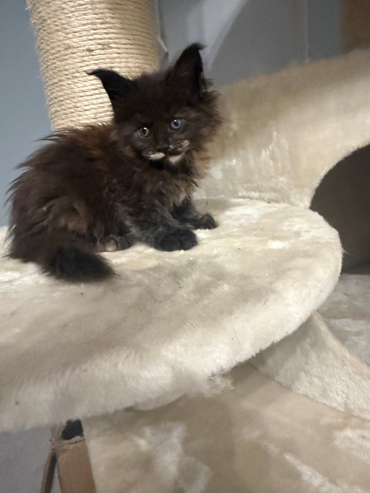 Maine Coon kittens met stamboom, Meerdere dieren, Met stamboom, 0 tot 2 jaar