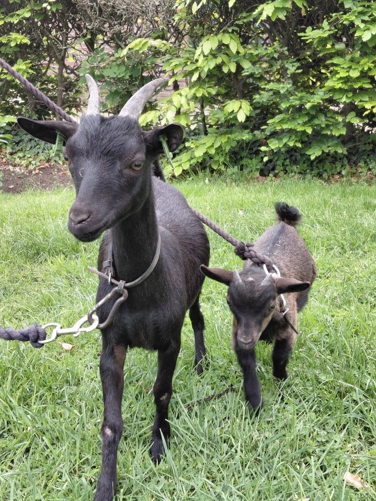 Geit met bokje, Dieren en Toebehoren, Overige Dieren, Maart, Meerdere dieren
