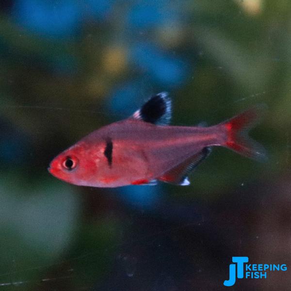 Hyphessobrycon Eques - Rode Minor, Dieren en Toebehoren, Vissen | Aquariumvissen, Vis, Zoetwatervis, Schoolvis