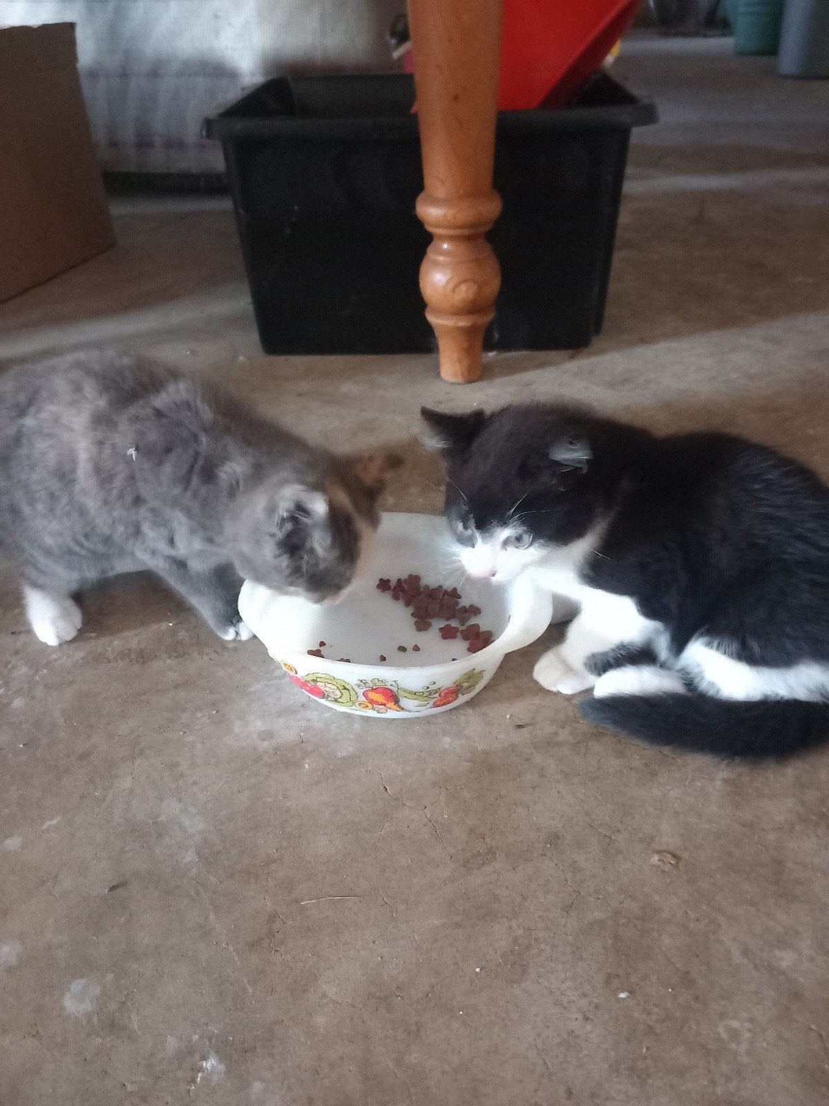 Lieve katjes grijs met rood en zwart, Dieren en Toebehoren, Katten en Kittens | Overige Katten, Meerdere dieren