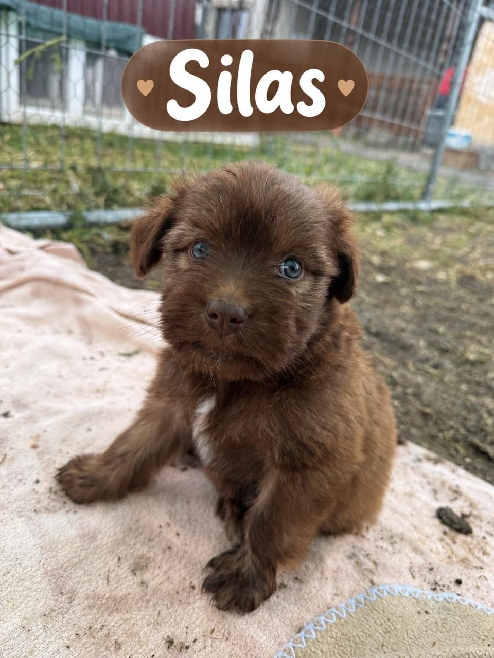 pups zoeken een thuis herplaatser goed lezen!, Particulier, 8 tot 15 weken, Buitenland, Meerdere dieren