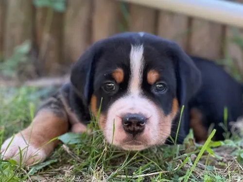 Prachtig nestje Grote Zwitserse Sennen pups, Meerdere, Meerdere dieren, CDV (hondenziekte), Nederland