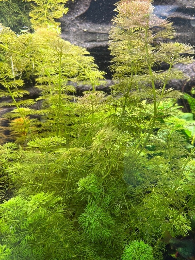 ambulia (limnophila sessiflora), Dieren en Toebehoren, Ophalen, Nieuw, Plant(en), Steen of Hout