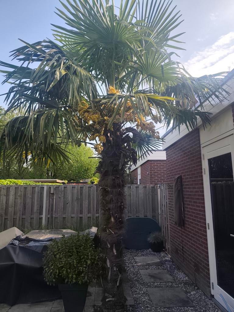 Palmboom, Tuin en Terras, 250 tot 400 cm, Zomer, Palmboom, Ophalen