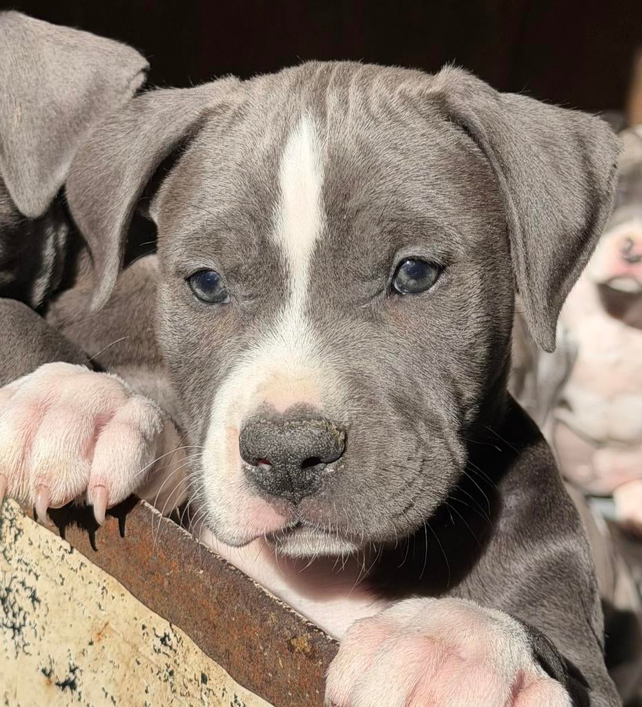 Nog maar 4 Super knappe gezonde Amerikaanse stafford pups !, 8 tot 15 weken, American Staffordshire Terriër, Meerdere, Meerdere dieren
