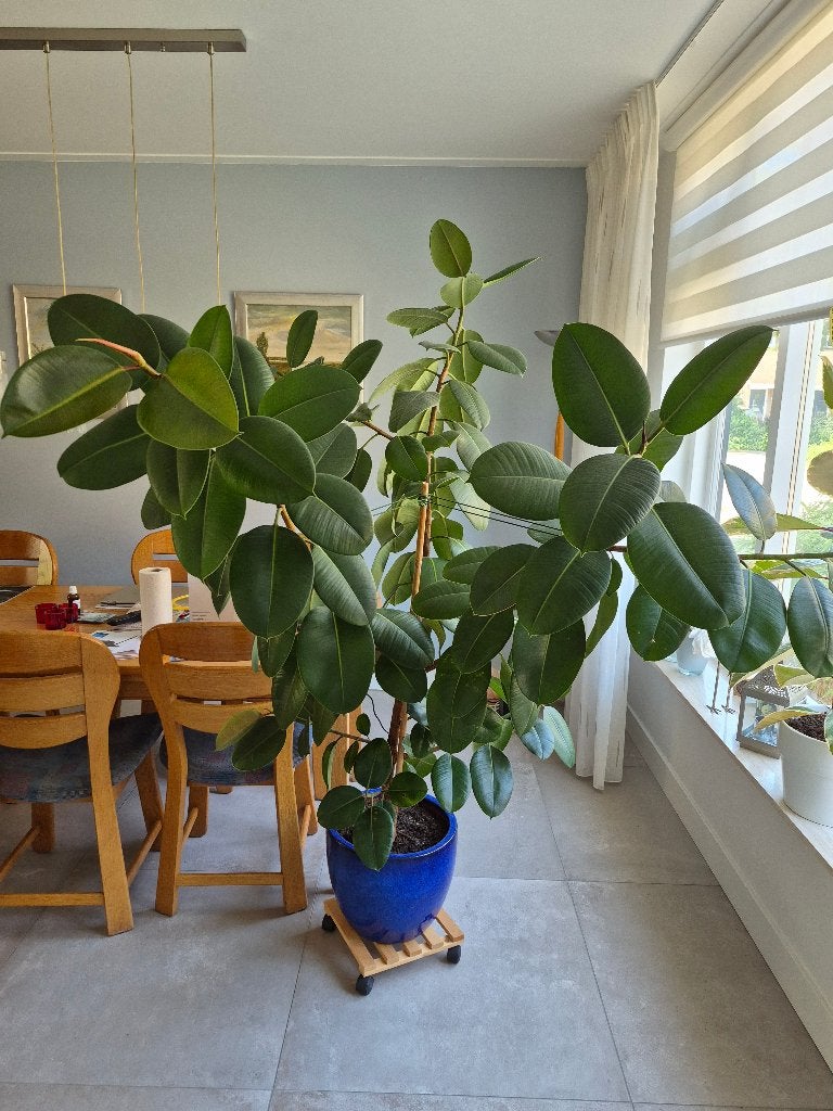 Grote Ficus, Ophalen, Ficus, Halfschaduw, In pot