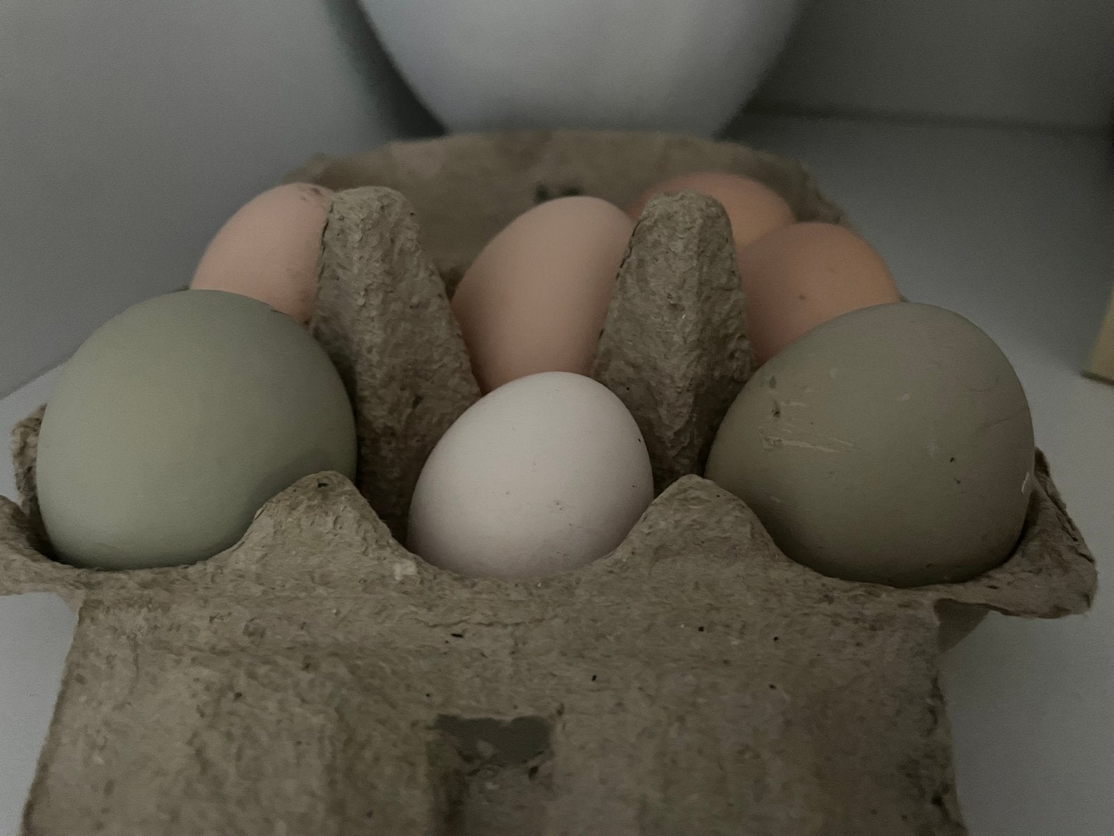 Olive egger hennen kippen tam, Dieren en Toebehoren, Pluimvee, Vrouwelijk, Kip