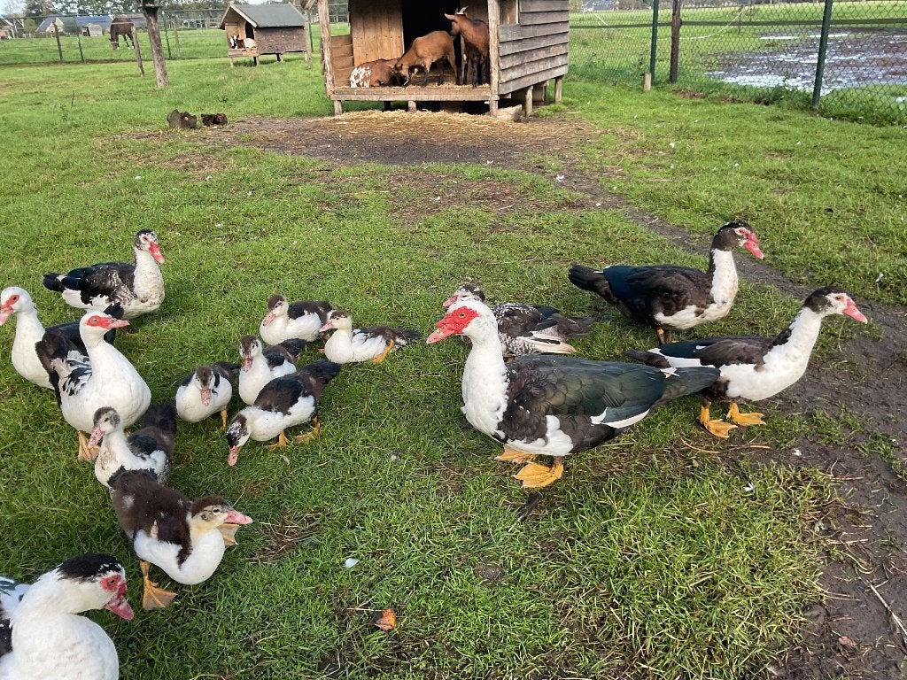 Muskus eenden, Dieren en Toebehoren, Meerdere dieren, Eend