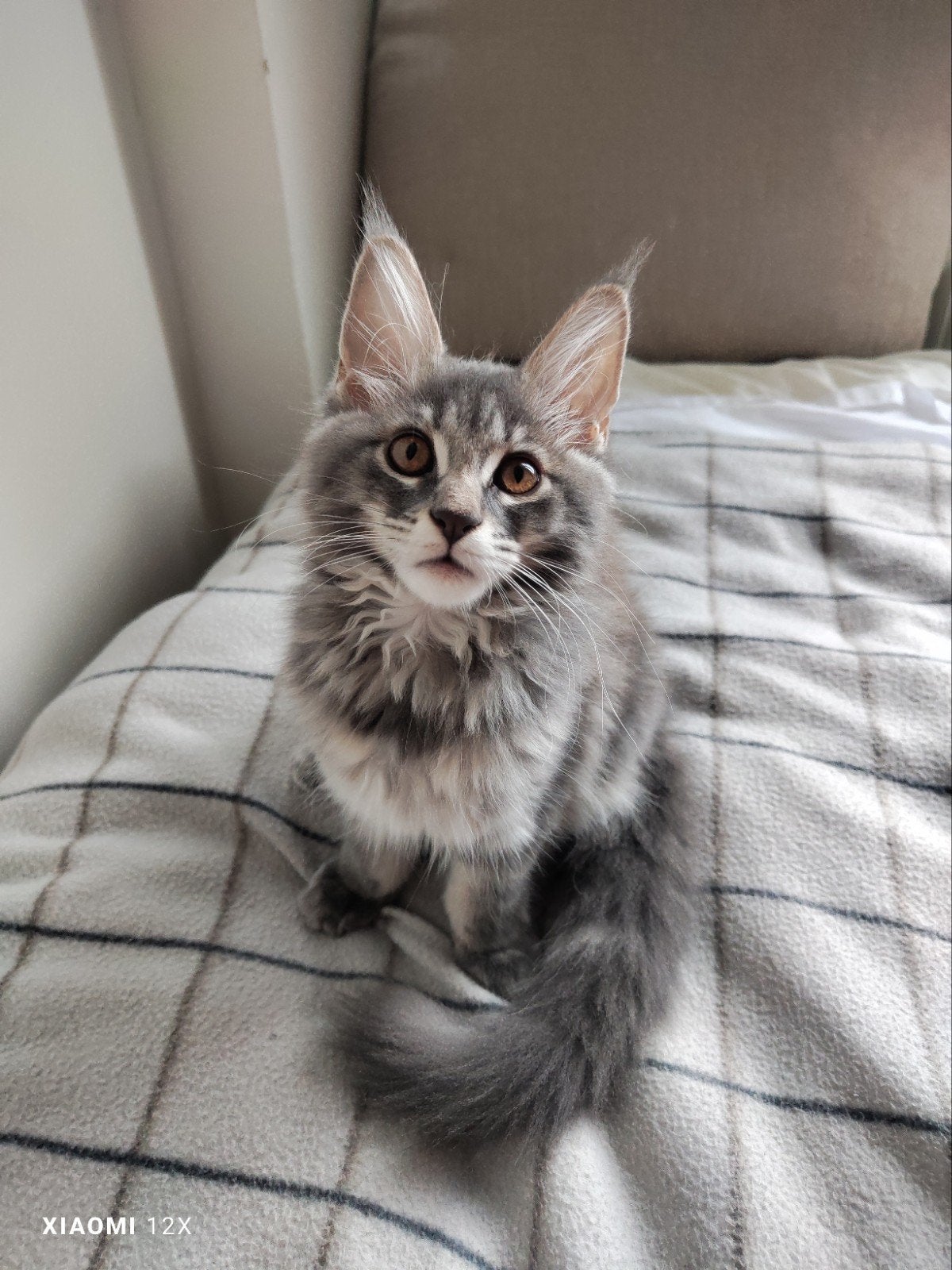 MAIN COON taabby  meisje, Dieren en Toebehoren