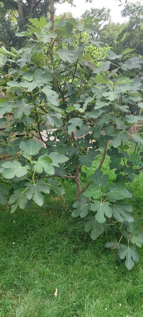 Vruchten boom vijgen, Tuin en Terras, Planten | Fruitbomen, Ophalen, 100 tot 250 cm, Halfschaduw, Vijgenboom