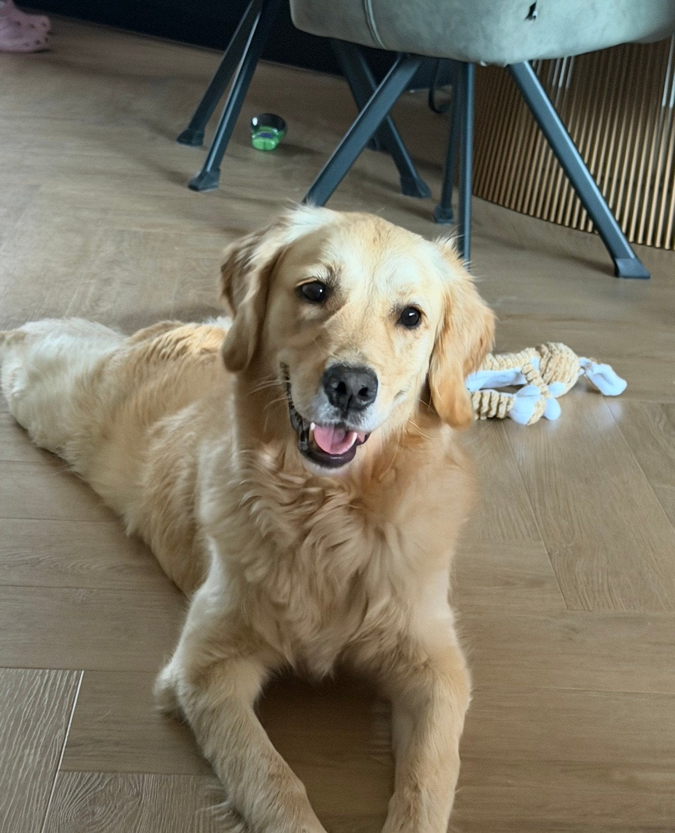 Lieve Golden Retriever zoekt een nieuw, liefdevol thuis, Dieren en Toebehoren, Golden retriever, 1 tot 2 jaar, Teef, Eén hond