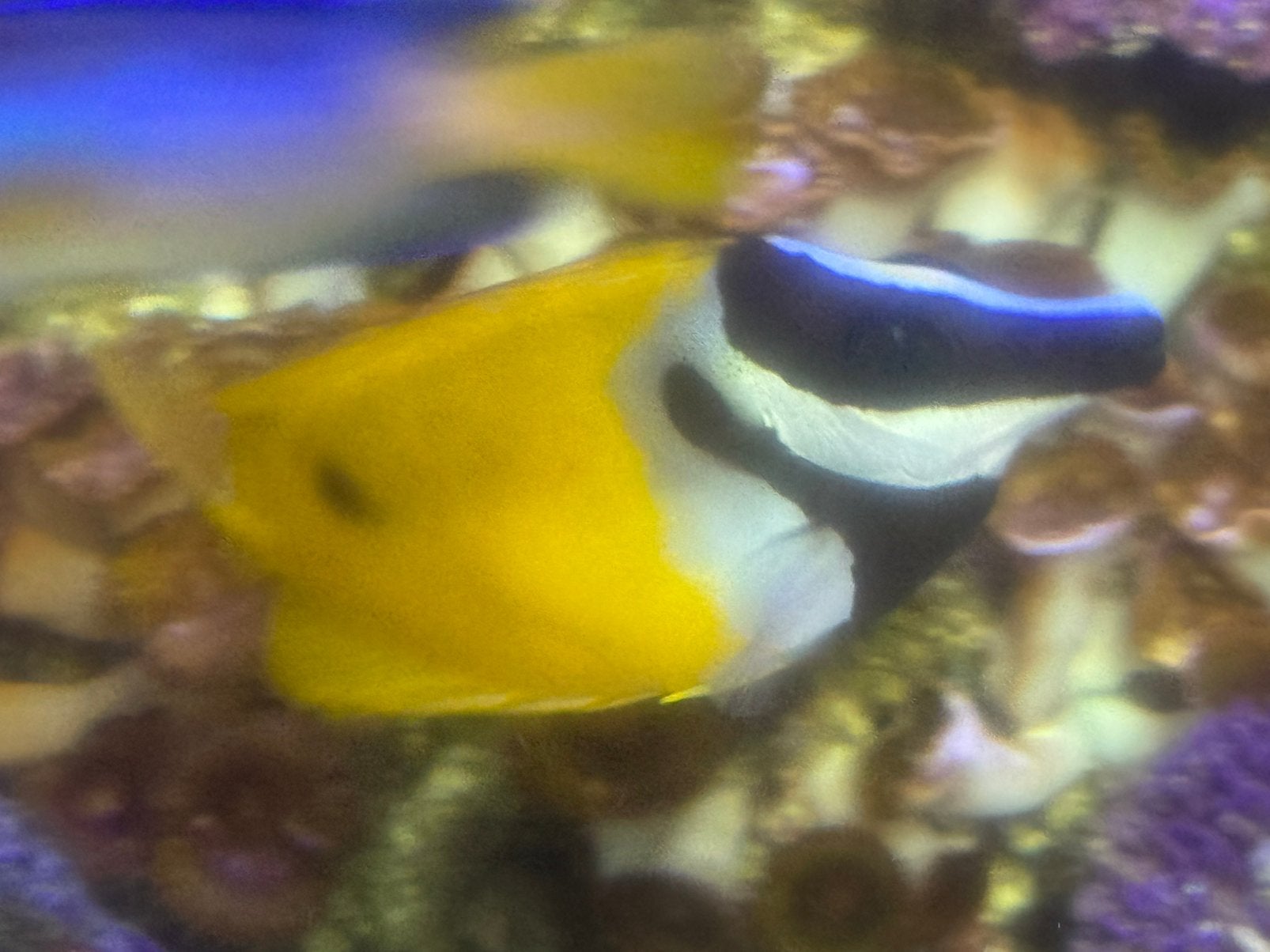 Foxface / Vossekop konijnvis – Siganus vulpinus – gezond, Vis, Zoutwatervis