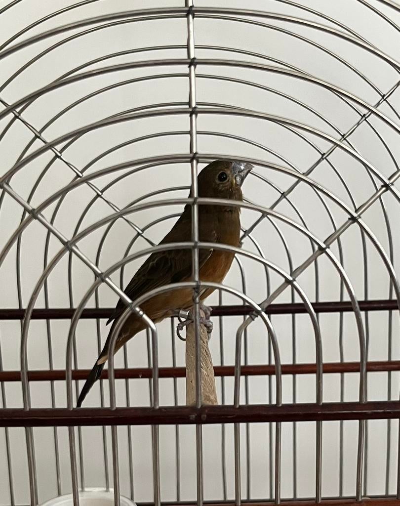 Twatwa sipa pop, Dieren en Toebehoren, Vogels | Hokken en Kooien, Ophalen of Verzenden, Nieuw, Overige materialen, Overige typen