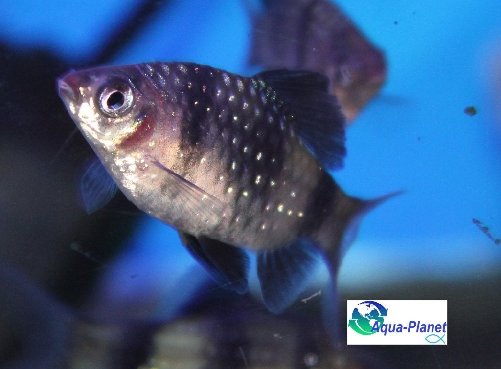 Purperkop Barbeel, Dieren en Toebehoren, Vissen | Aquariumvissen, Zoetwatervis, Vis, Schoolvis