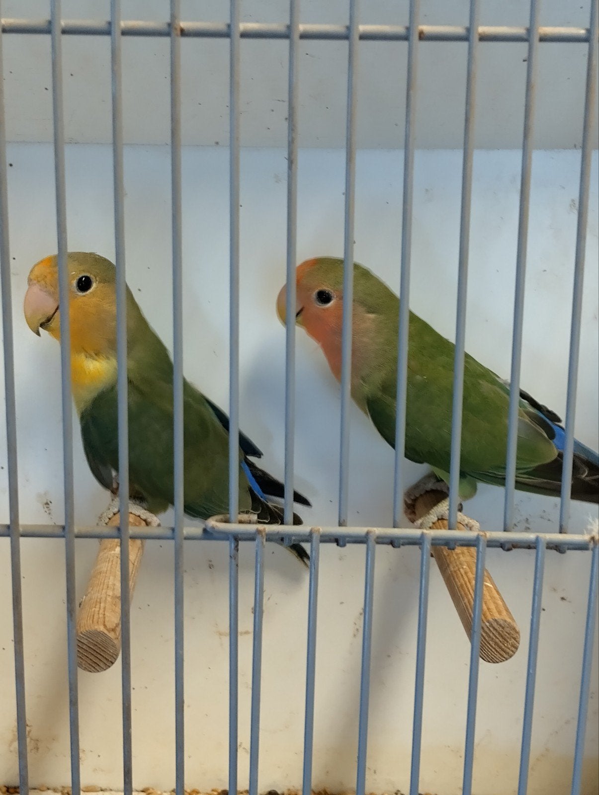 agapornis roseicollie jonge vogels, Dieren en Toebehoren, Geslacht onbekend, Dwergpapegaai of Agapornis