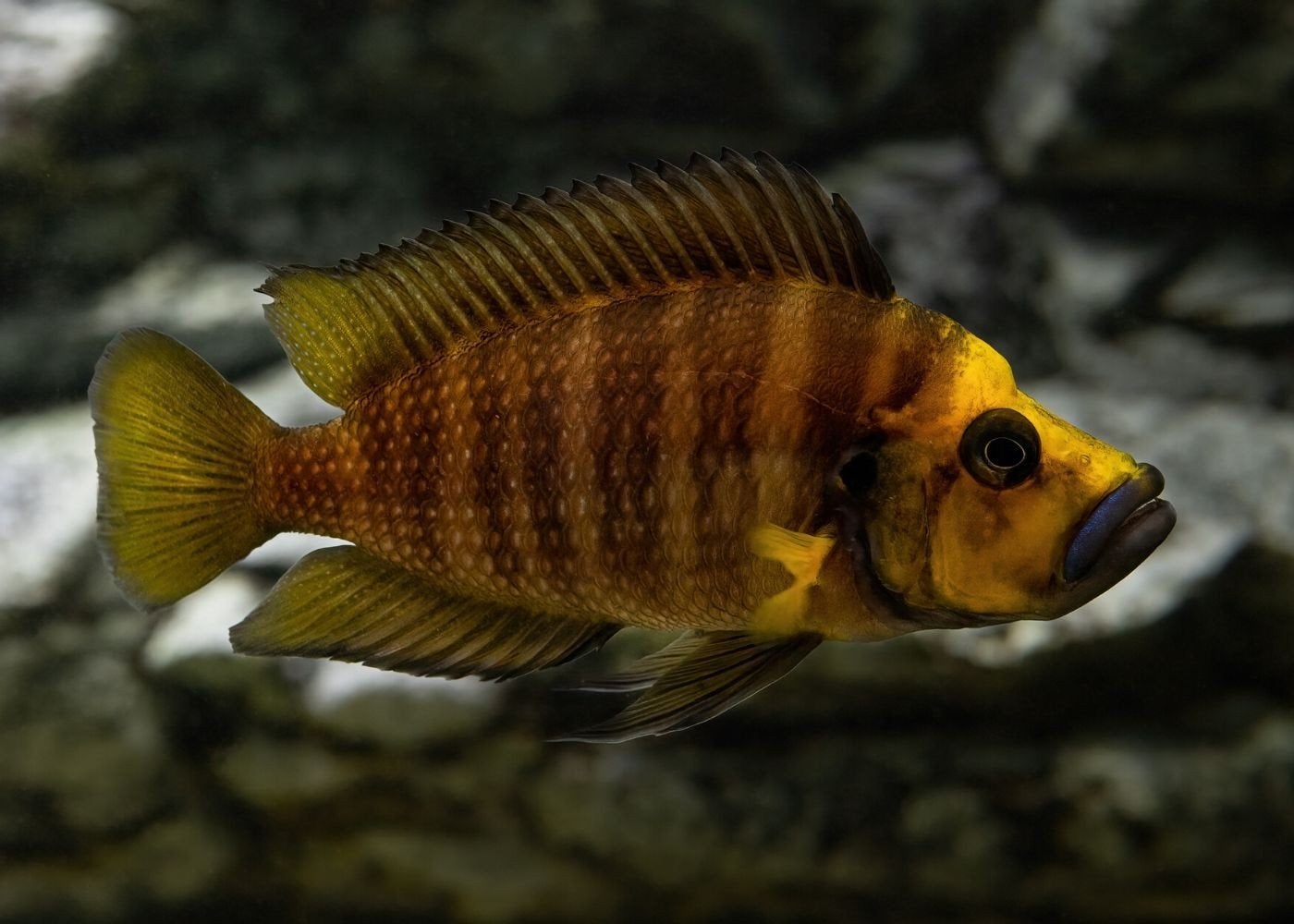 gezocht.  Altolamprologus compressiceps, Vis