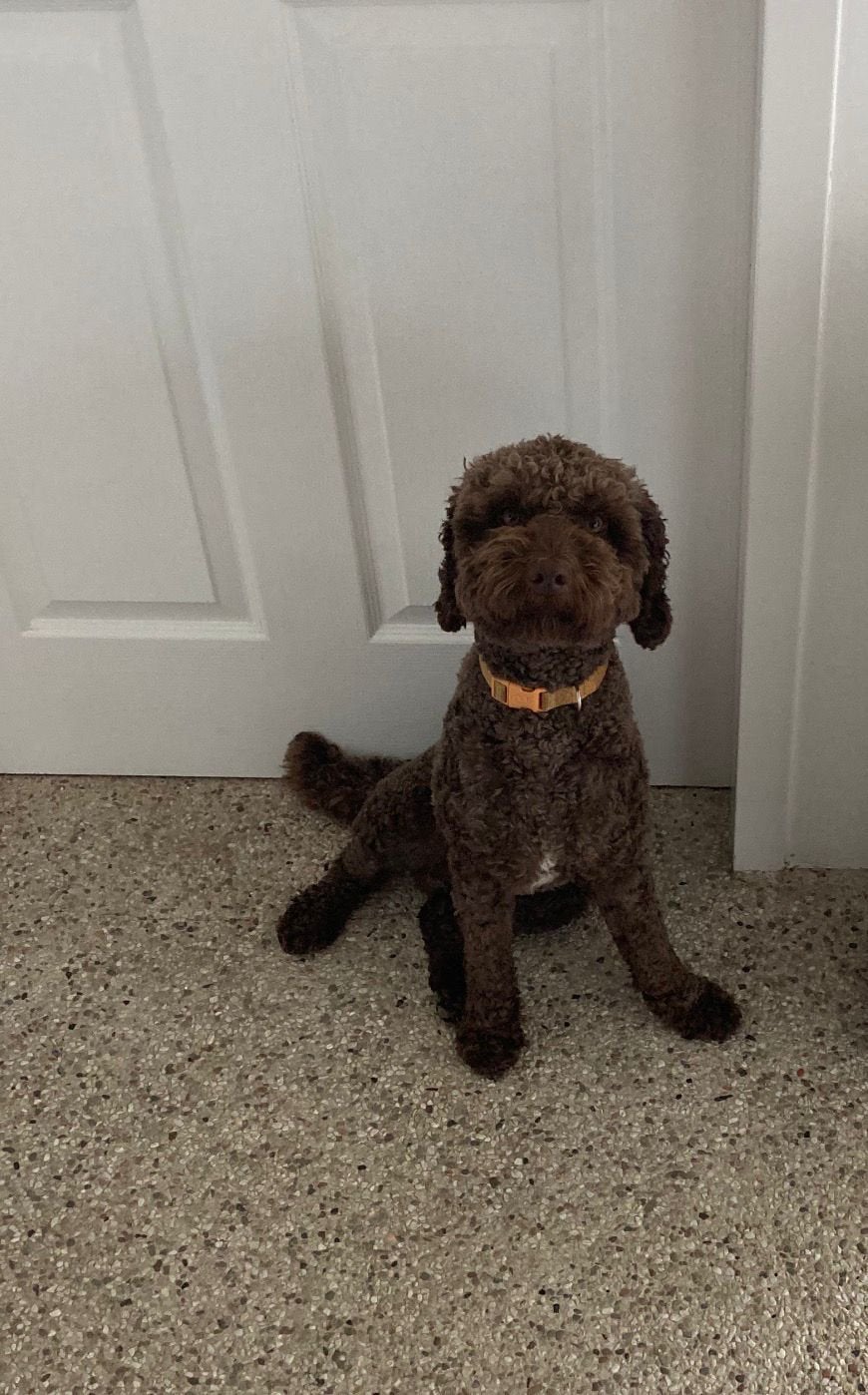 dekreu labradoodle chocolade bruin, Reu, 1 tot 2 jaar, Eén hond, CDV (hondenziekte)