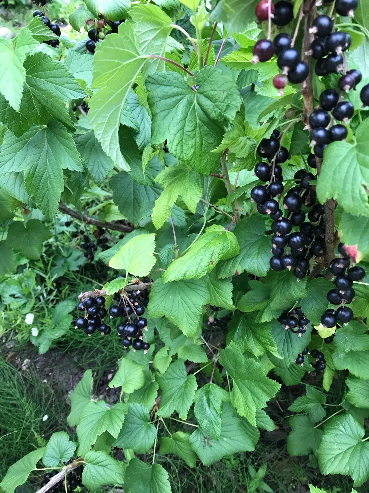 Biologische, Moestuin gekweekte Zwarte bessenstruik, Ophalen, Volle zon, Vaste plant, Fruitplanten