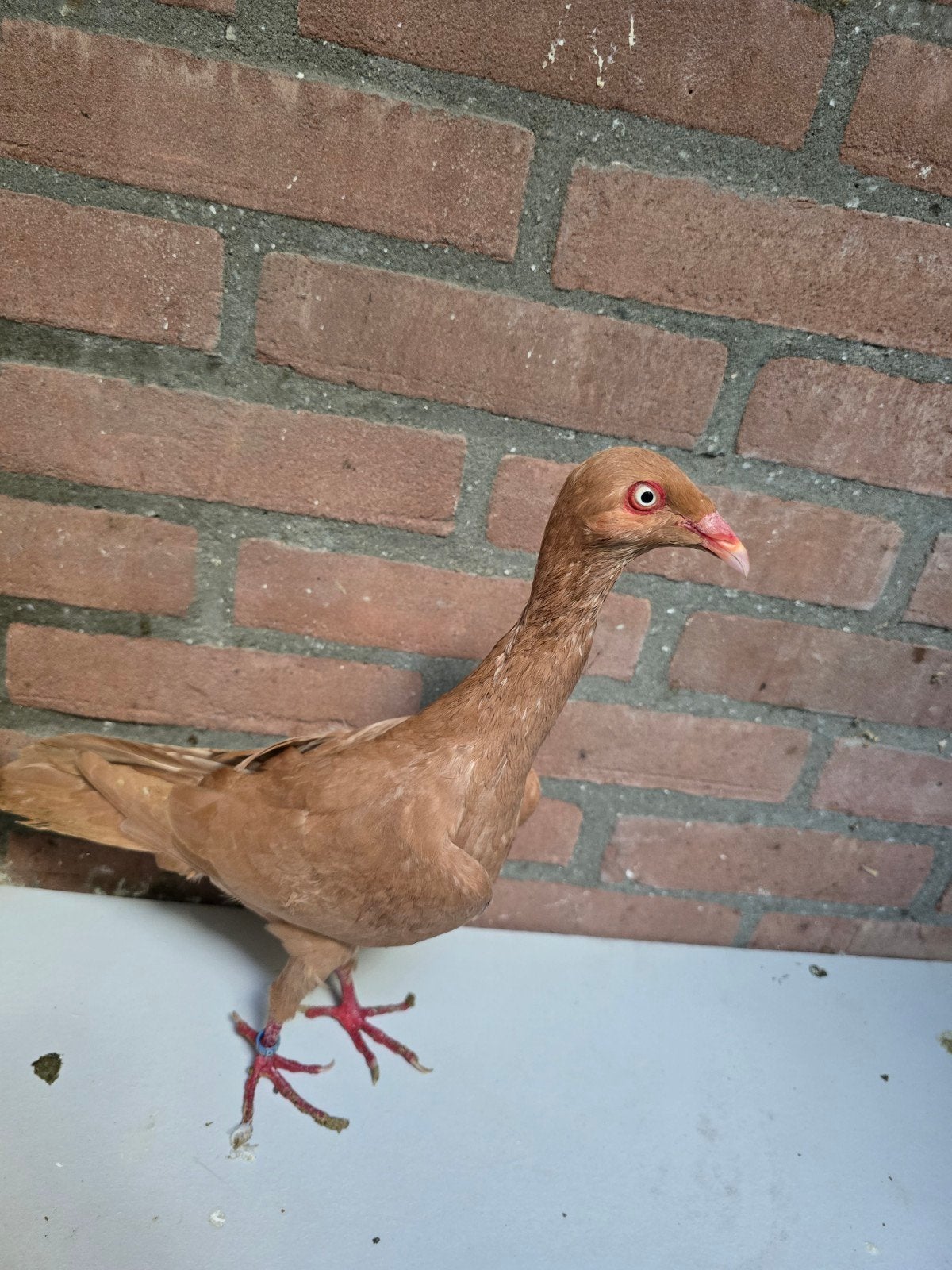 Een stel!, Dieren en Toebehoren