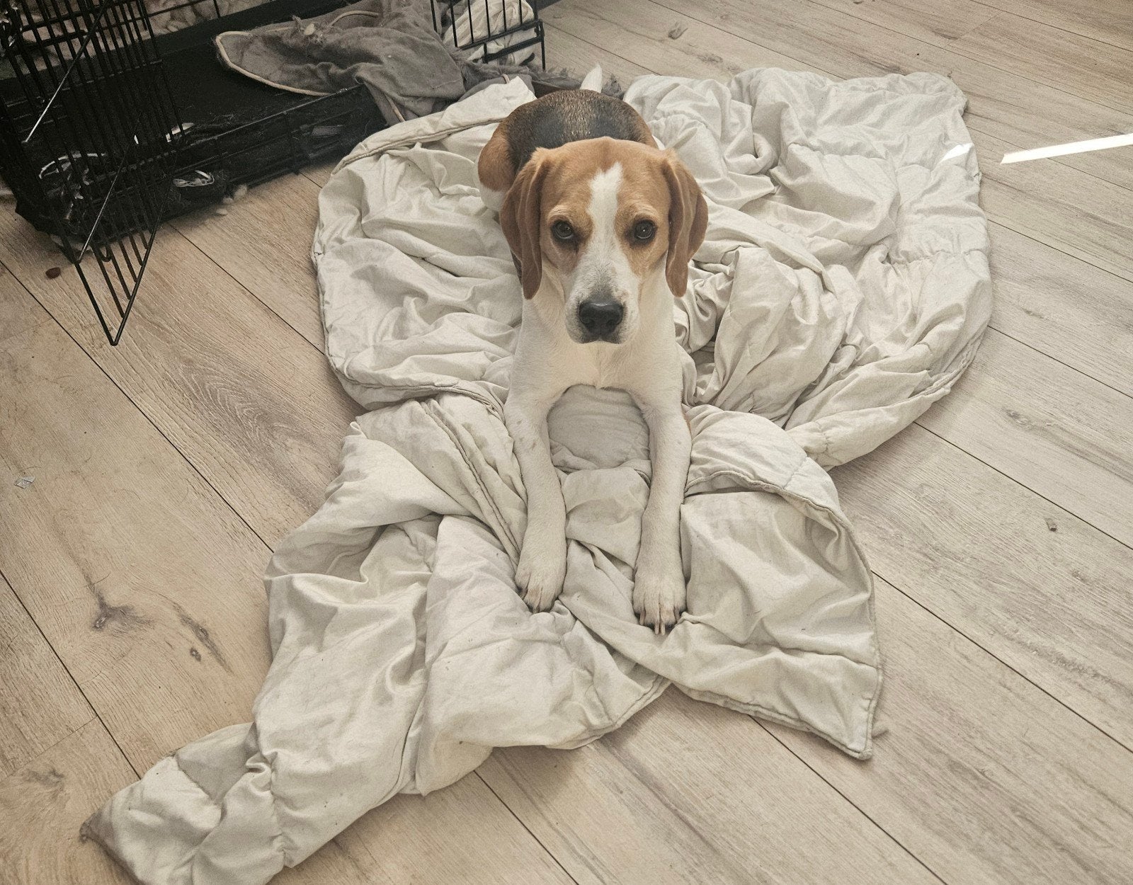 Tekoop mooie vrouwtjes beagle, 6 jaar of ouder, Beagle, Teef, Eén hond
