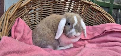 Konijn MARIETJE uit de opvang zoekt een tehuis, Dieren en Toebehoren, Konijnen, Vrouwelijk, Klein