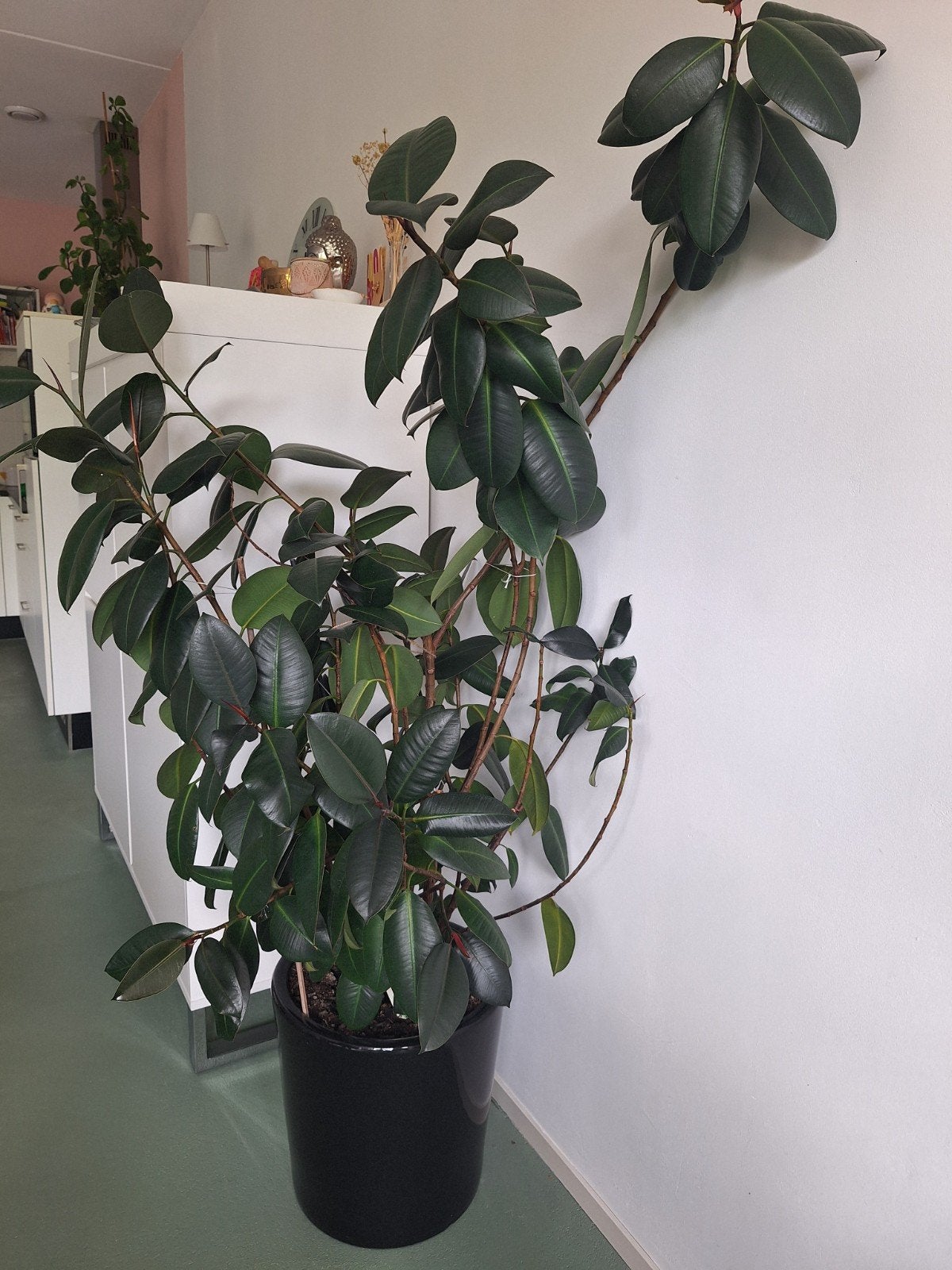 Mooie Ficus Elastica Robusta plant te koop met pot, Huis en Inrichting, Kamerplanten, Ophalen, Ficus, 100 tot 150 cm, Halfschaduw