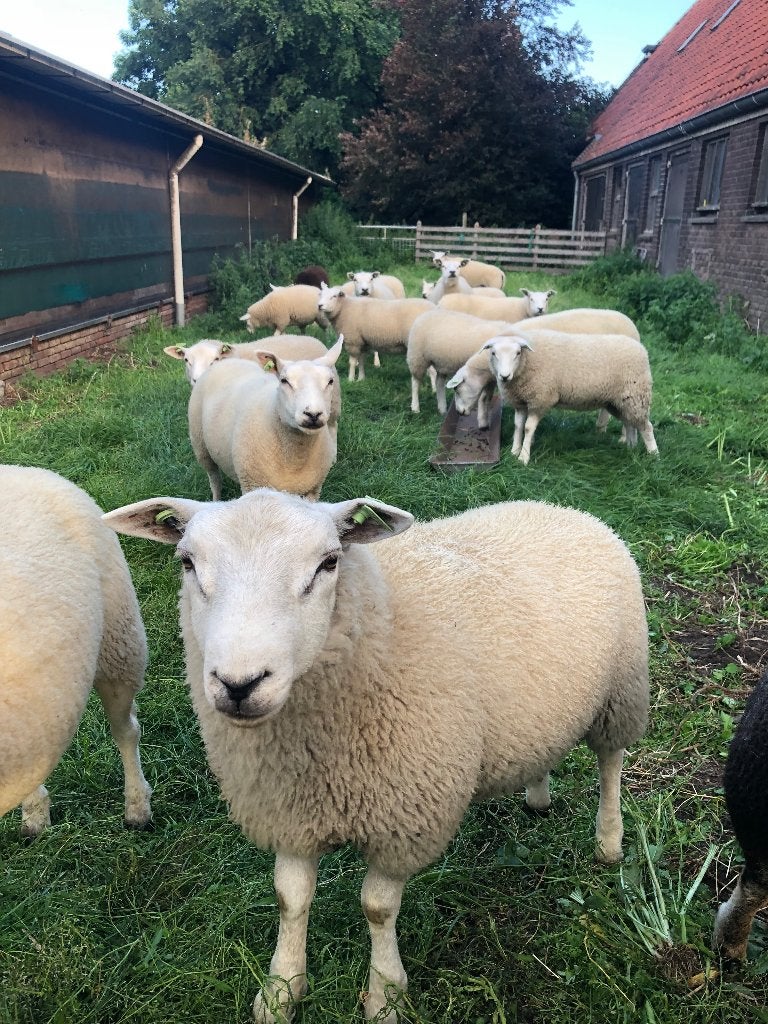 Dekram, Mannelijk, Schaap, 0 tot 2 jaar