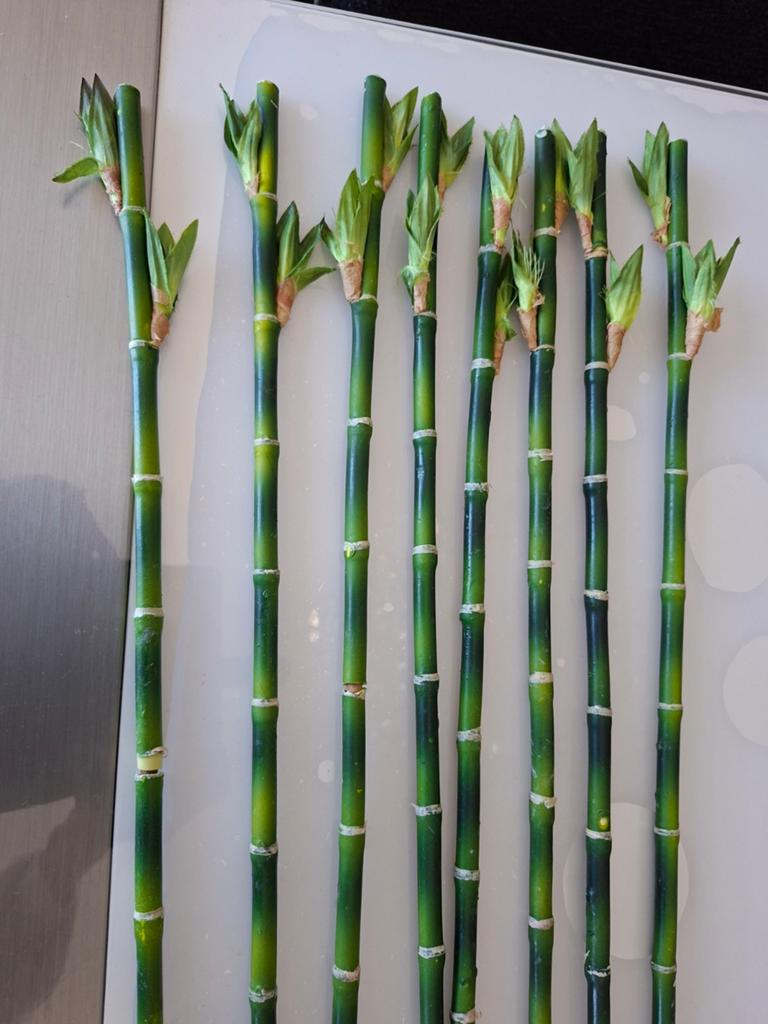 8 x bamboe stokken kunst, Ophalen of Verzenden