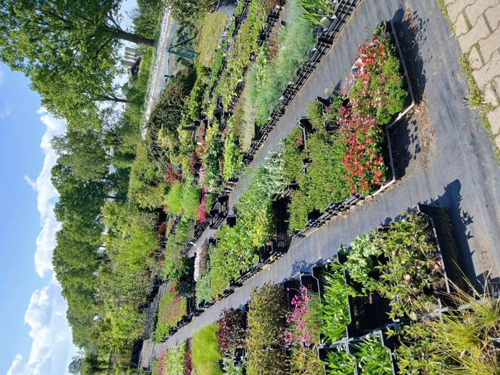 Heel veel soorten vaste planten tegen scherpe prijzen, Tuin en Terras, Planten | Tuinplanten, Ophalen of Verzenden, Overige soorten