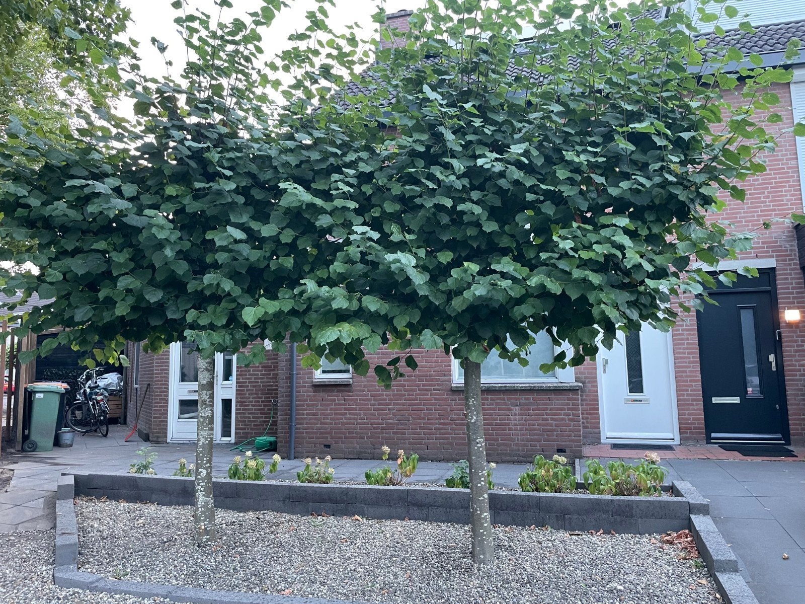 Leibomen, Ophalen, Overige soorten, 250 tot 400 cm