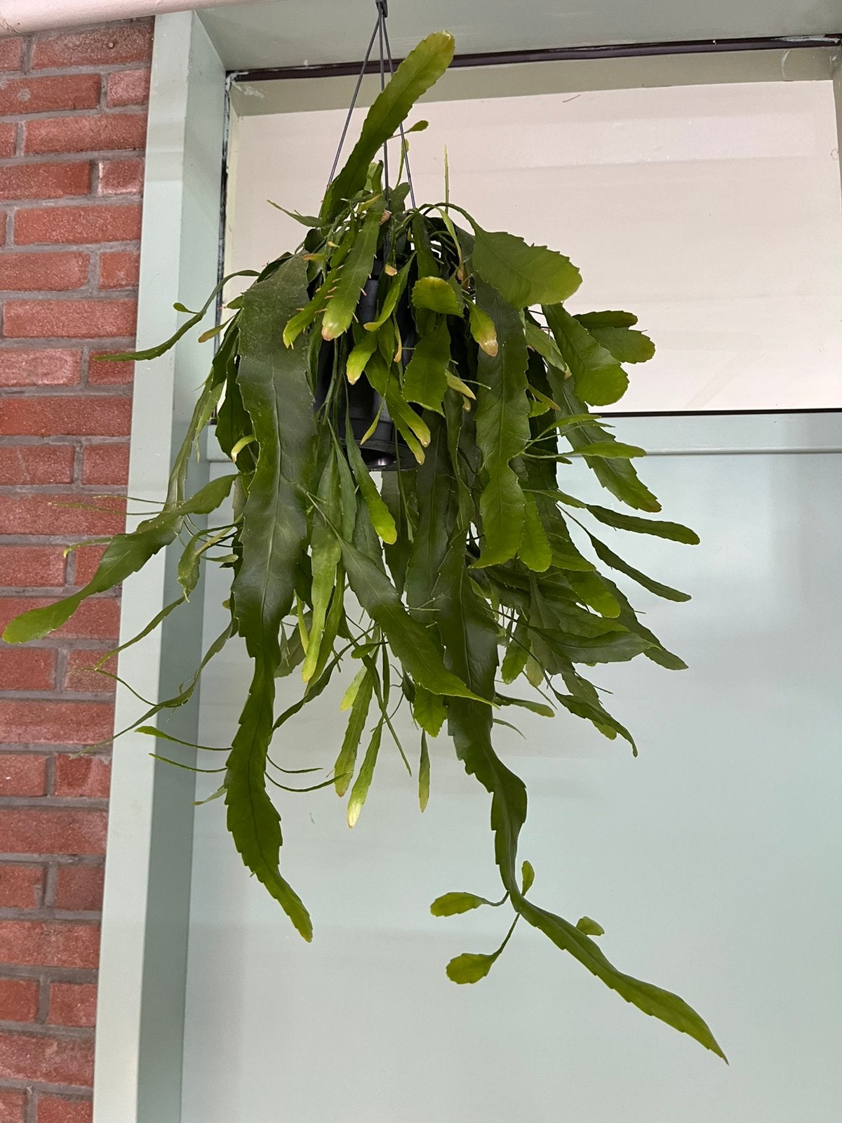 Lepismium houlletianum forma regnellii, Ophalen of Verzenden, Halfschaduw, Minder dan 100 cm