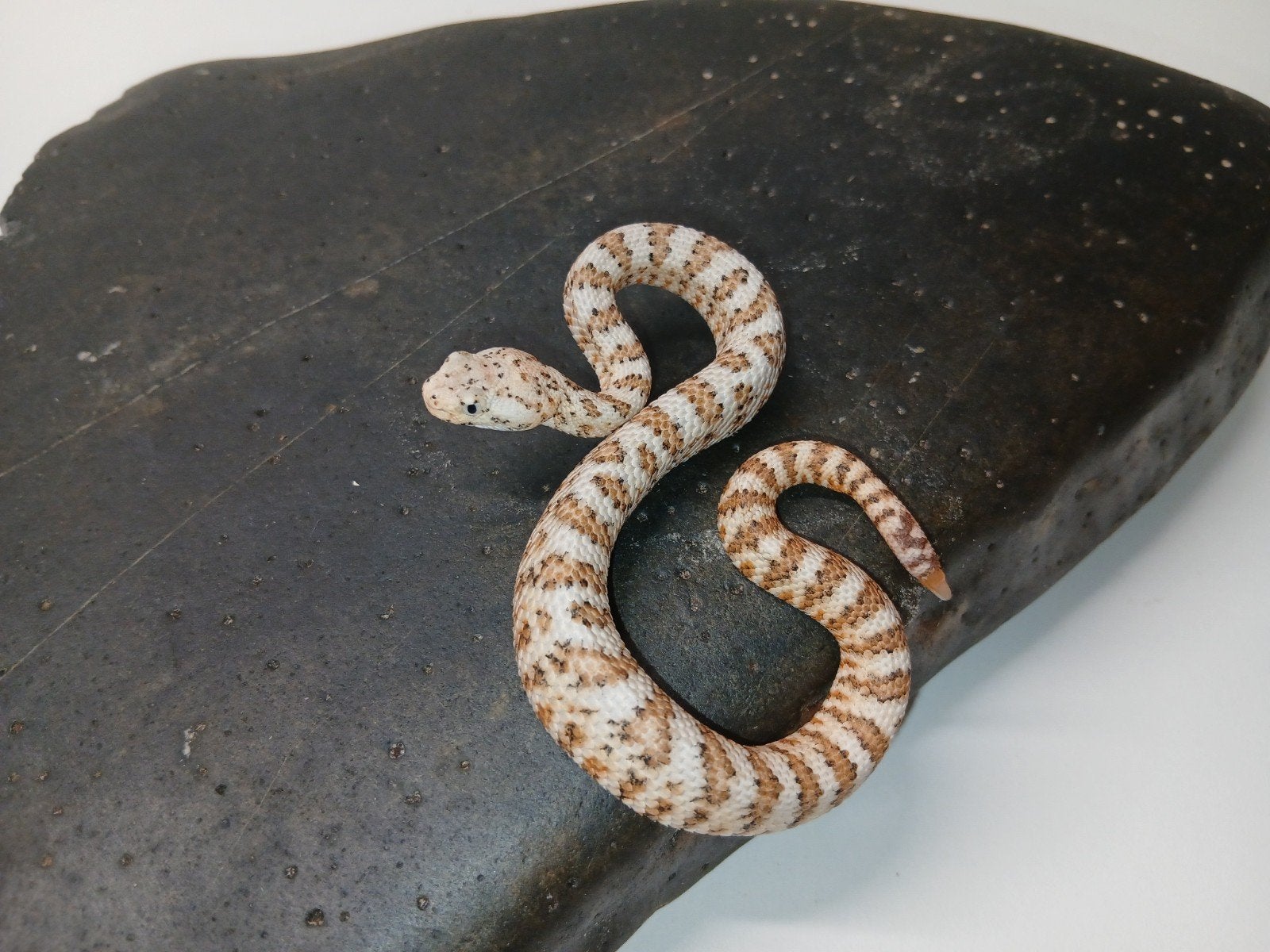 Crotalus mitchellii pyrrhus, Dieren en Toebehoren, Slang, 0 tot 2 jaar
