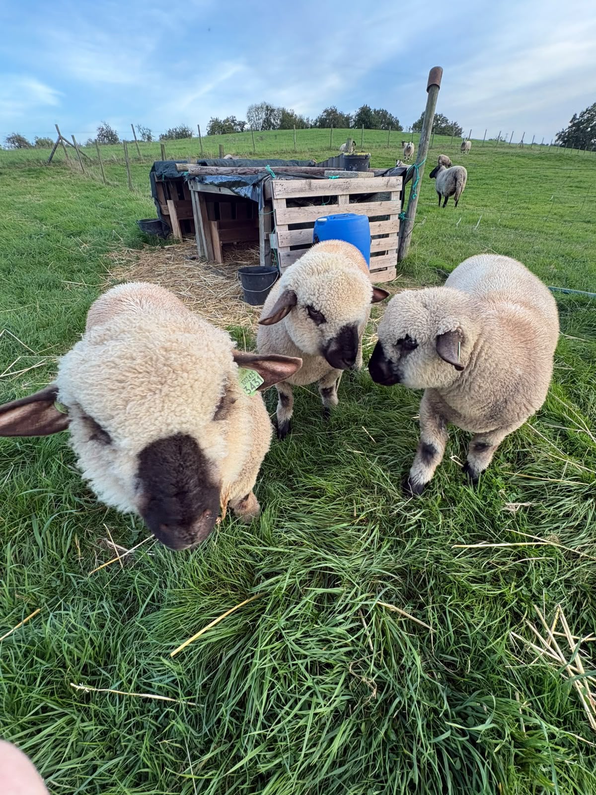 Hampshire Down Schapen- Lammeren, Dieren en Toebehoren, Mannelijk, Schaap, 0 tot 2 jaar