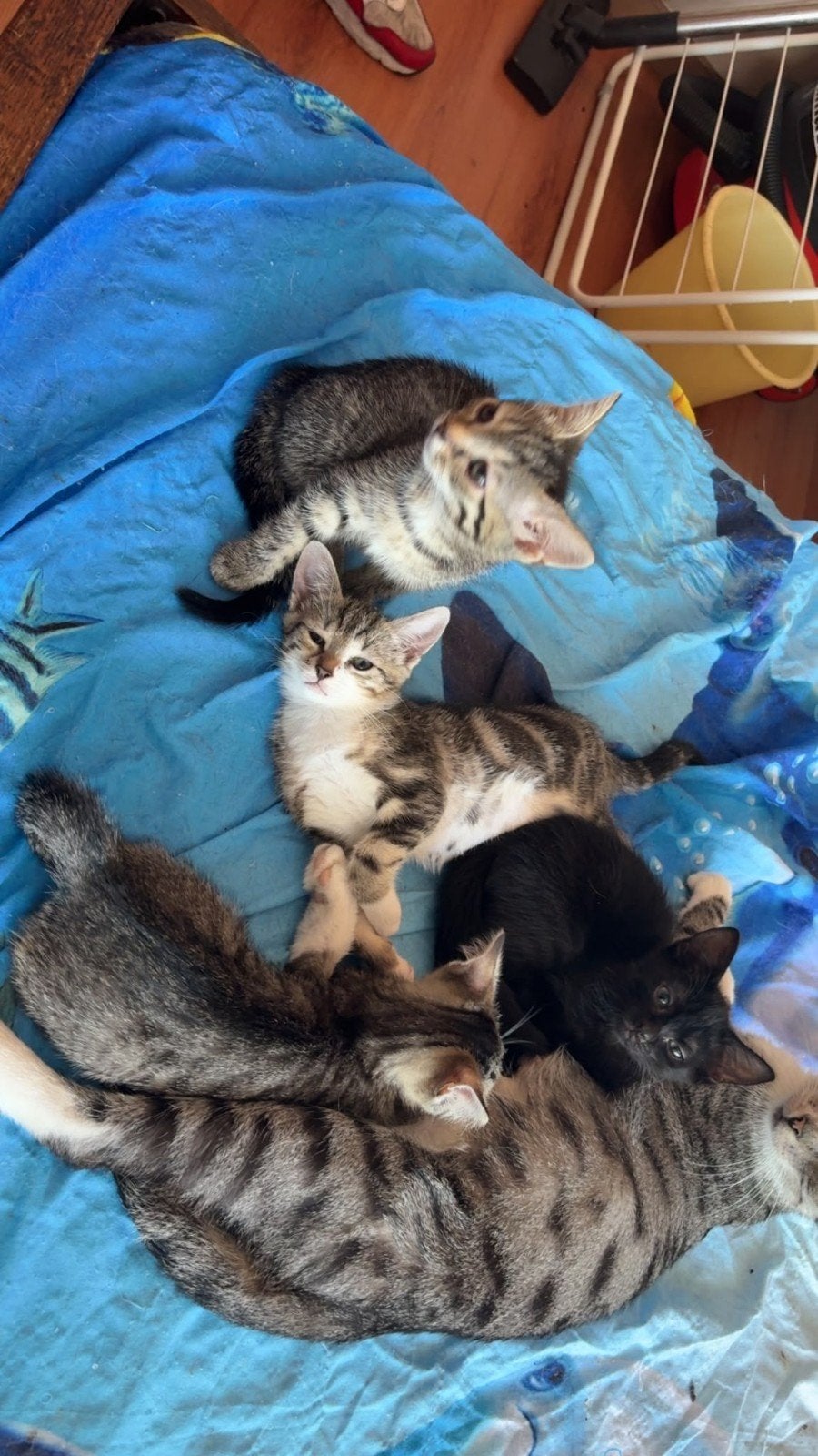 Lieve schattige kittens
