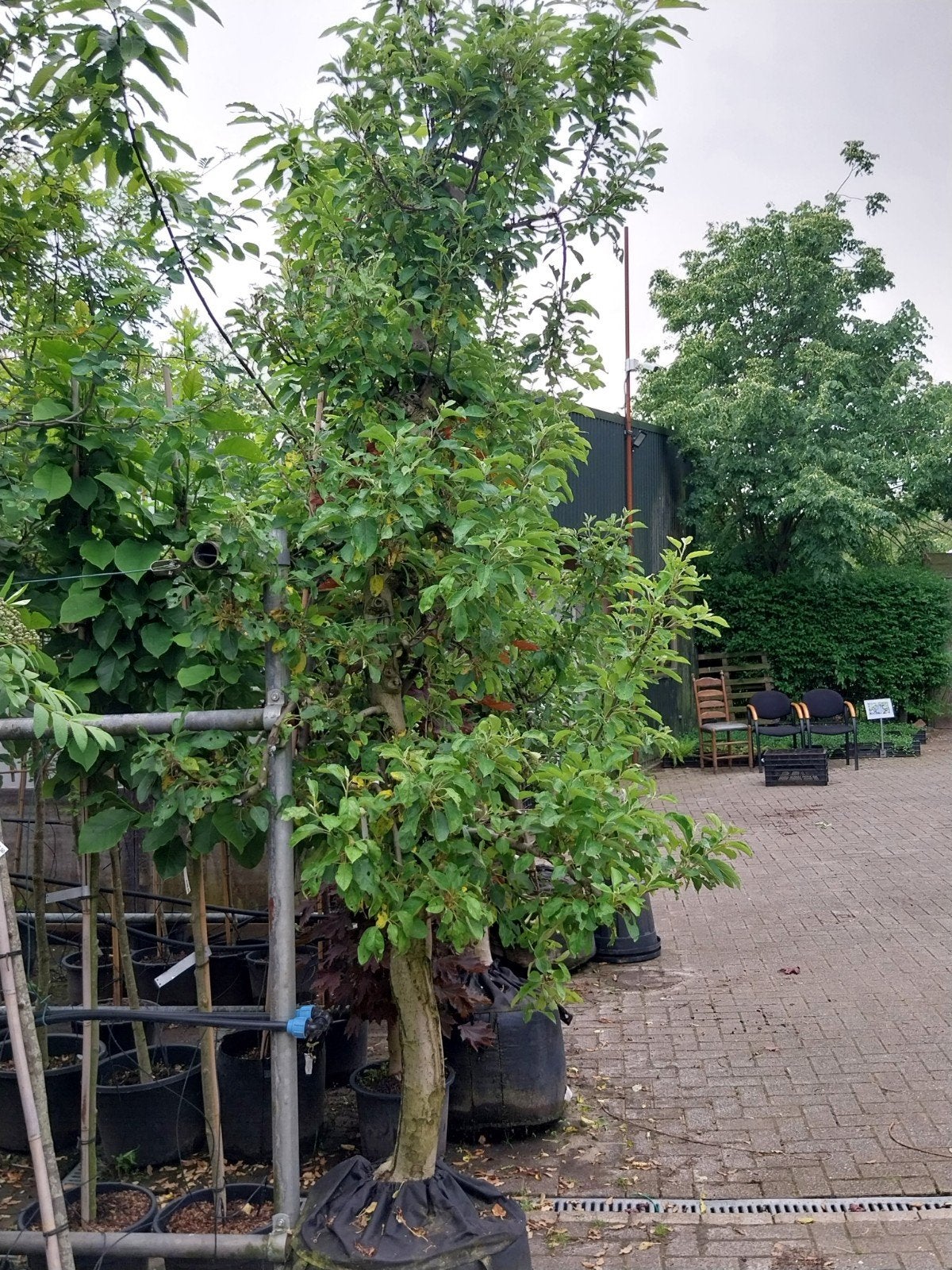 Elstar Appelboom - 30 jaar oud, Ophalen, 400 cm of meer, Appelboom, Lente
