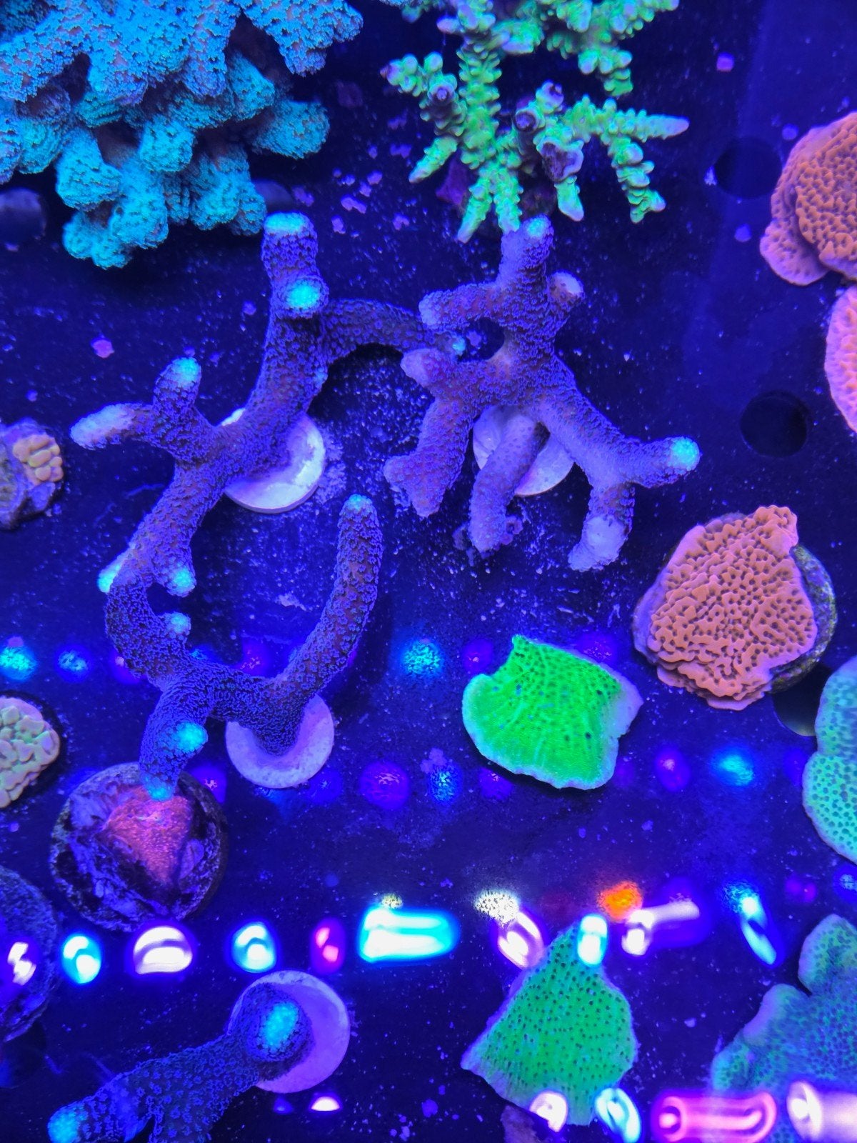 Stylopora paars en groen, Overige typen, Zoutwatervis