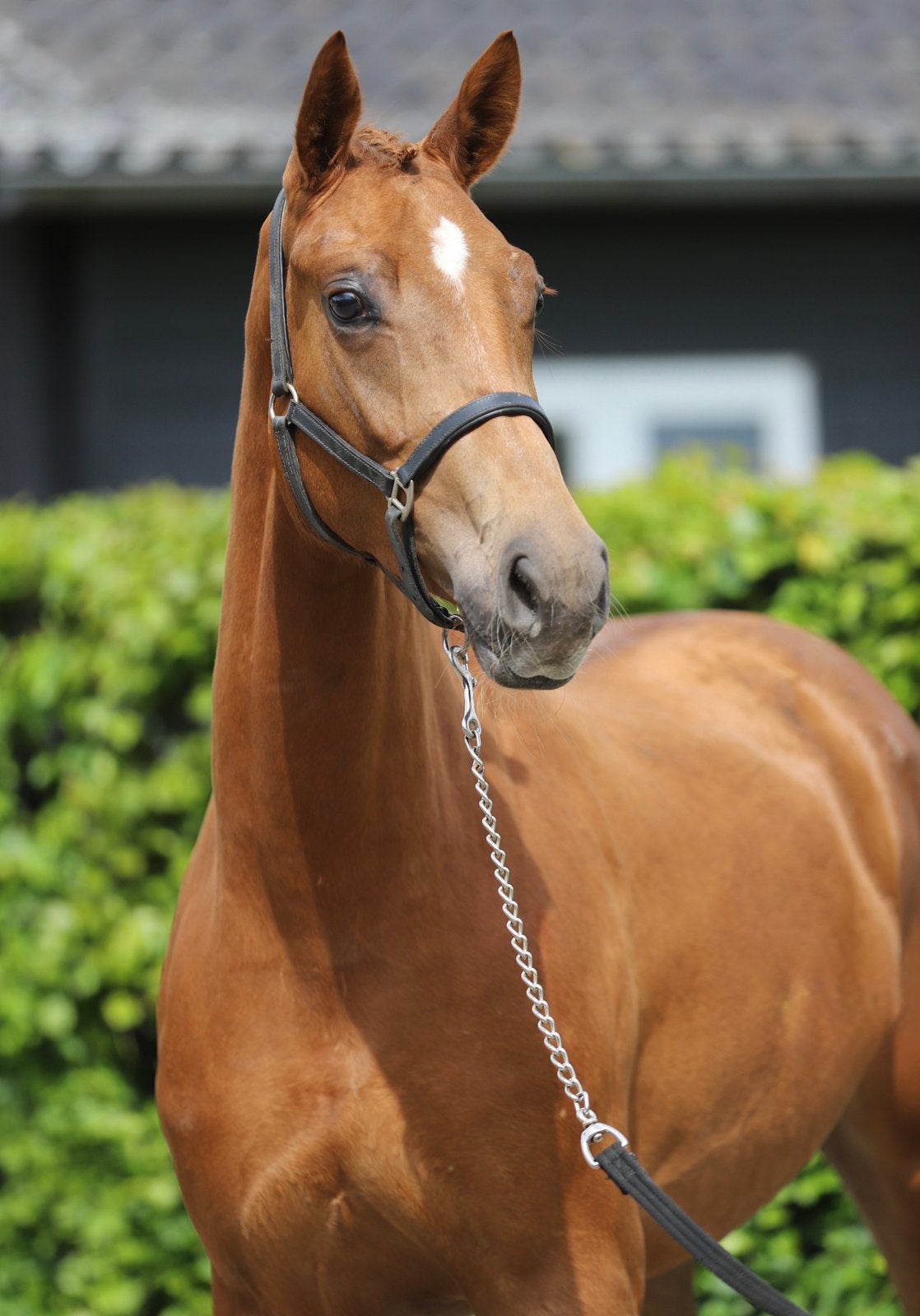 Aansprekende 3jarige KWPN merrie Ototo vd Wimphof x Everdale, Merrie, Dressuurpaard, 3 tot 6 jaar